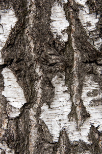 关闭桦树皮的背景纹理。 树皮的表面作为抽象的背景。