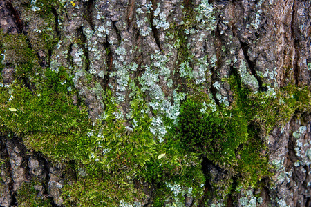 特写棕色树皮与苔藓和真菌的背景纹理。 树皮的表面作为抽象的背景。 青苔生长在老树的树皮上。