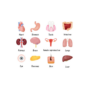 人类肾心脏眼睛头发肝脏女性生殖系统等