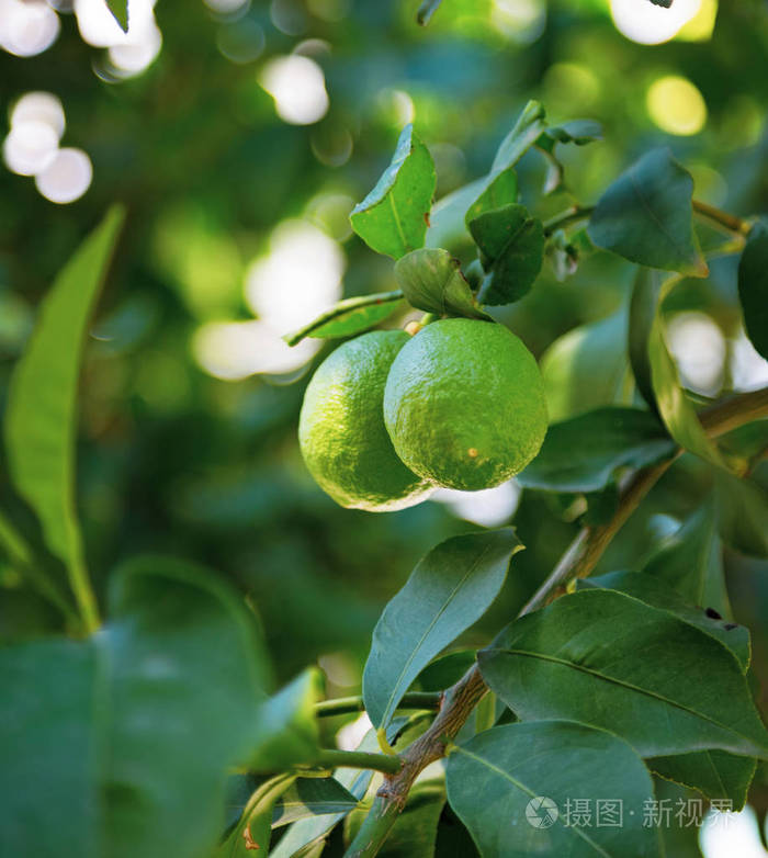 绿柠檬挂在树上,叶子在阳光下