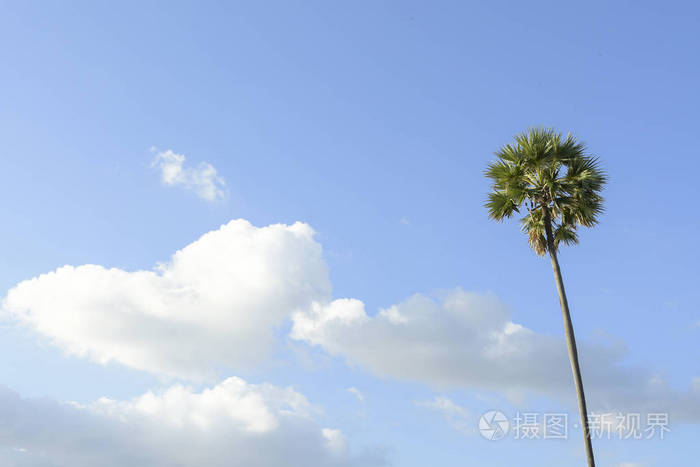在阳光明媚的日子里，海边有椰子树，背景是蓝天。
