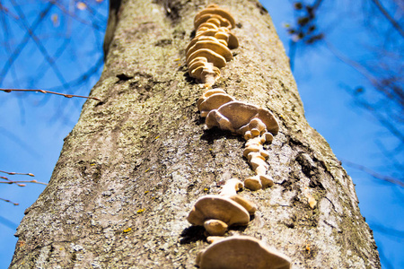 树蘑菇连续生长在一棵树上。 底部视图。 在背景中，天空是模糊的