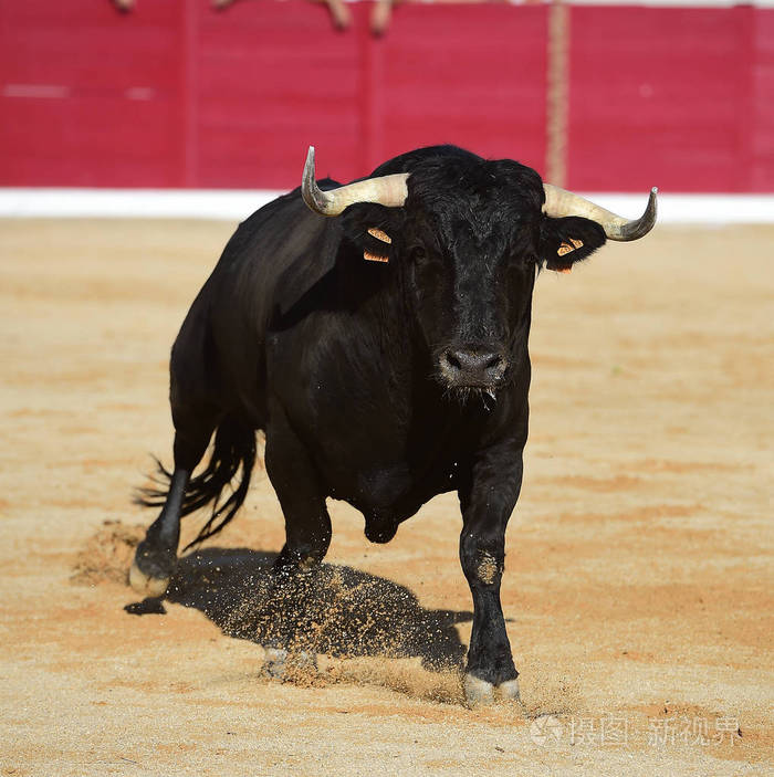 西班牙的公牛在斗牛中奔跑