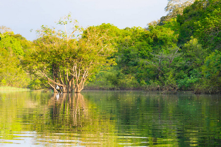 全景来自亚马逊雨林，巴西湿地地区..可航行泻湖。南美洲地标。亚马孙