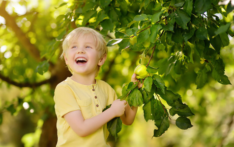 小男孩从树上摘苹果。在家庭园收获..