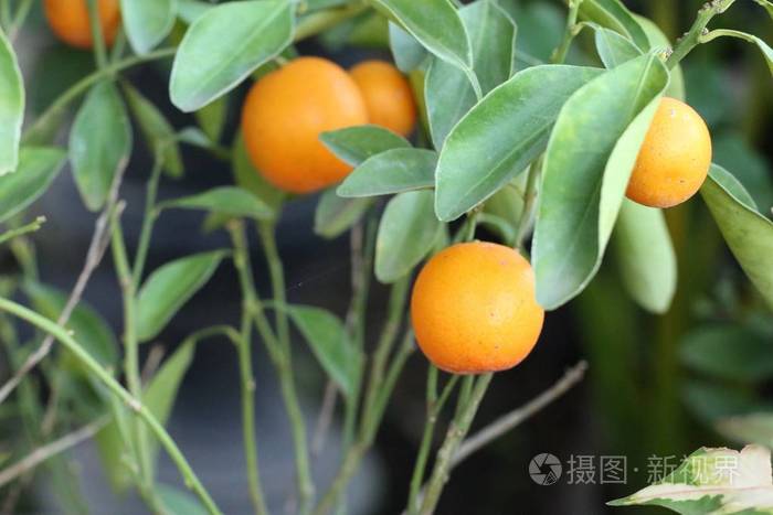 花园里的橘子树照片 正版商用图片15eqbz 摄图新视界 花园里的橘子树照片 正版商用图片15eqbz 摄图新视界