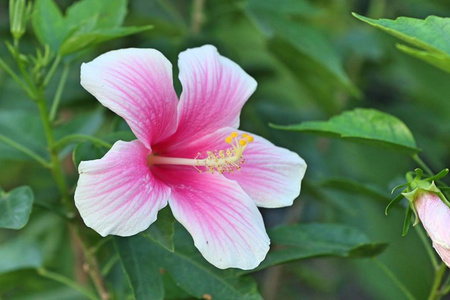 芙蓉花在热带