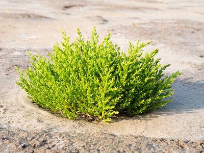 在瓦登海低潮潮滩的沙中生长的普通玻璃草植物照片