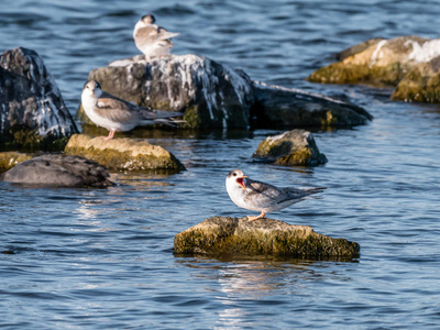 普通燕鸥，黑胸燕鸥，幼鸟在水里的岩石上尖叫觅食，德克鲁佩尔，荷兰
