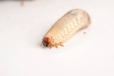 红棕象甲虫幼虫图片