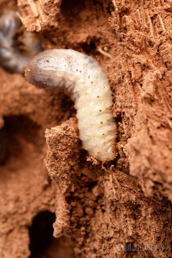 手掌内的红色象甲幼虫
