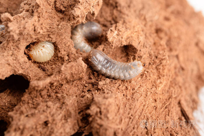 手掌内的红色象甲幼虫
