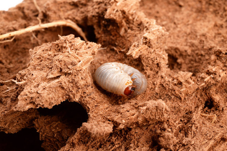 红手掌手掌内的红色象甲幼虫照片