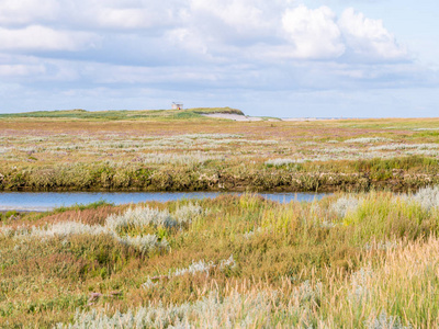 荷兰弗里斯兰岛的自然保护区boschplaat有溪流和海薰衣草的盐沼