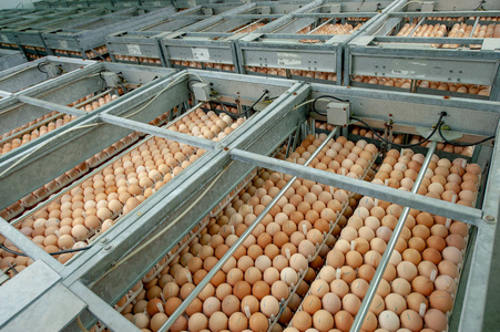 机械制孵化场饲养员制蛋生产线质量控制的蛋厂照片