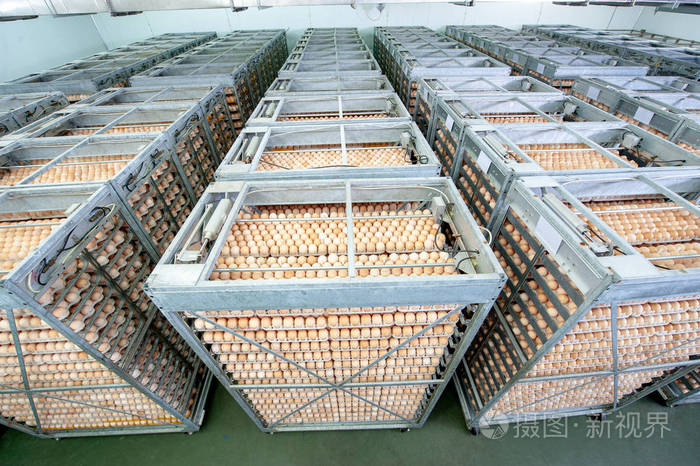 孵化场饲养员制蛋生产线质量控制的蛋厂