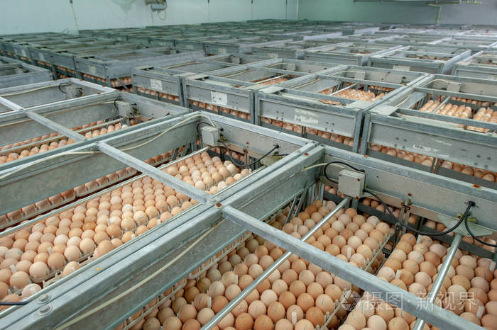 孵化场饲养员制蛋生产线质量控制的蛋厂