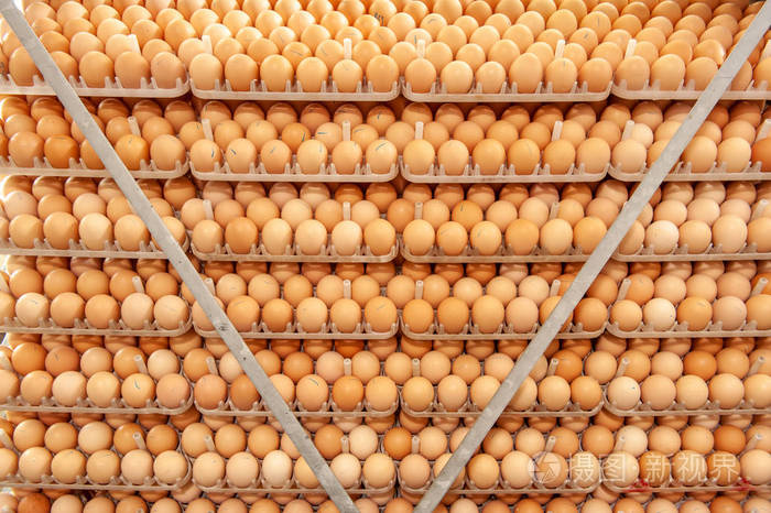 许多鸡蛋在托盘上从育种者选择质量和健康的鸡蛋过程在育种者孵化植物