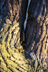 树上松林中的棕色啤酒瓶。 破坏自然对环境的污染。