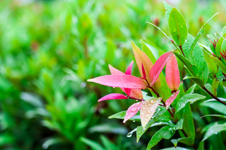 克里斯蒂娜的嫩红叶子在雨落数天后诞生