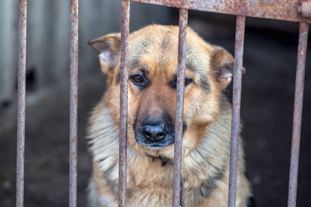 大单身狗表情一个老鸟舍里一个悲伤的大牧羊人. 色调风格的照片.照片
