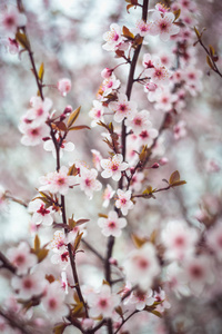 美丽的春天盛开的树，有很多花。