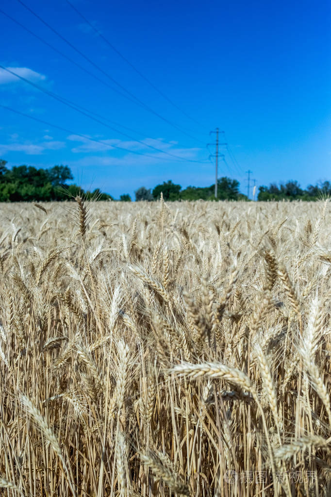 田里的小麦植物自然黑麦农村夏季田野景观