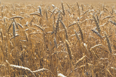 田里的小麦。 植物自然黑麦。 农村夏季田野景观。