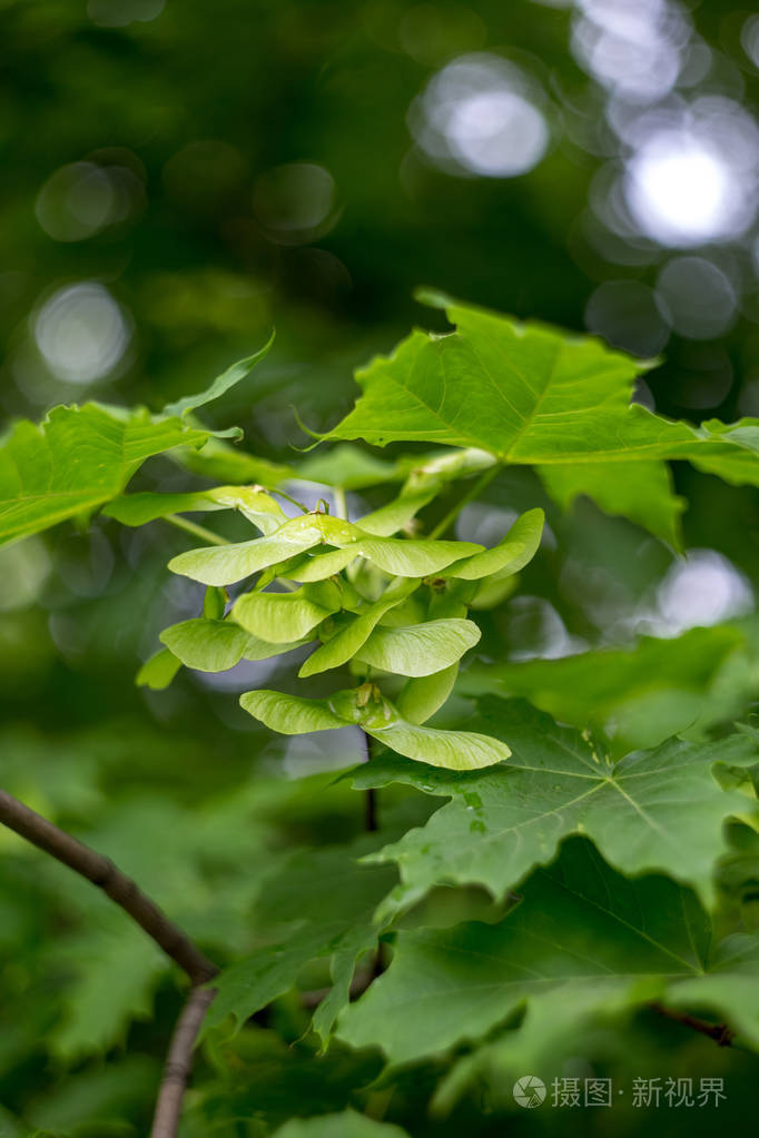 树上的绿色枫树种子.