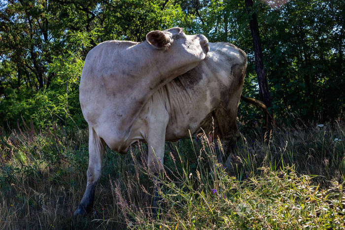 森林里的白牛
