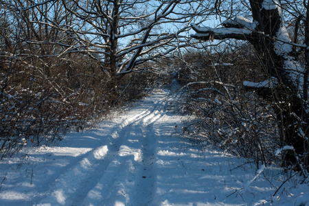 雪白的冬天森林小径,有着深深的阳光和阴影. 森林在路边.照片
