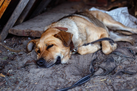 这只大獒犬厌倦了炎热，躺在地上