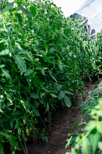一排排家种的番茄幼苗