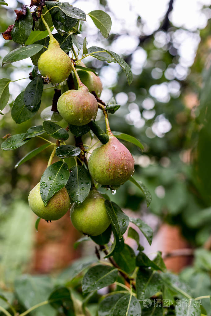 雨滴滴露后树上的绿梨