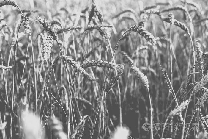 田里的小麦。 植物自然黑麦。 农村夏季田野景观。 单色光