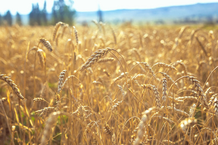 田里的小麦。 植物自然黑麦。 乡村夏田景观