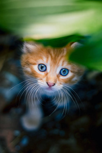 草地上可爱的红色小猫。
