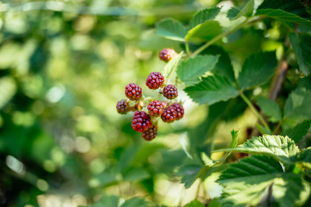 灌木上新鲜的有机未成熟的黑莓。