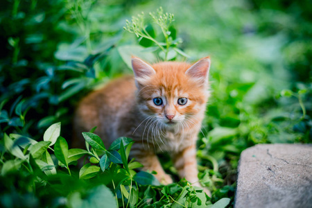 草地上可爱的红色小猫。