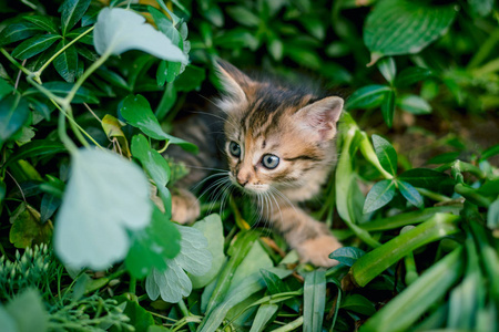 草地上可爱的小猫。