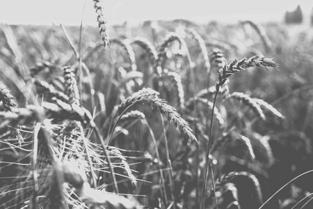 田里的小麦。 植物自然黑麦。 农村夏季田野景观。 单色光