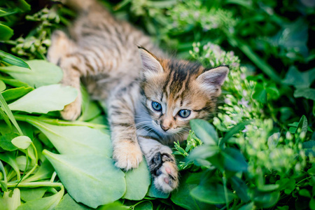 草地上可爱的小猫。