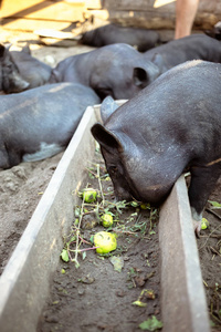 农场里的越南黑人猪。