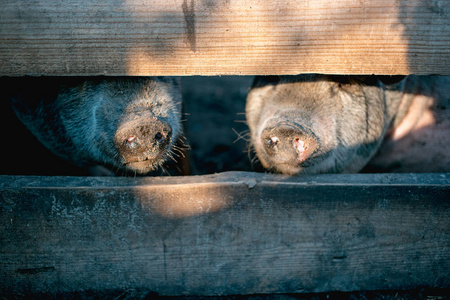 农场里的越南黑人猪。