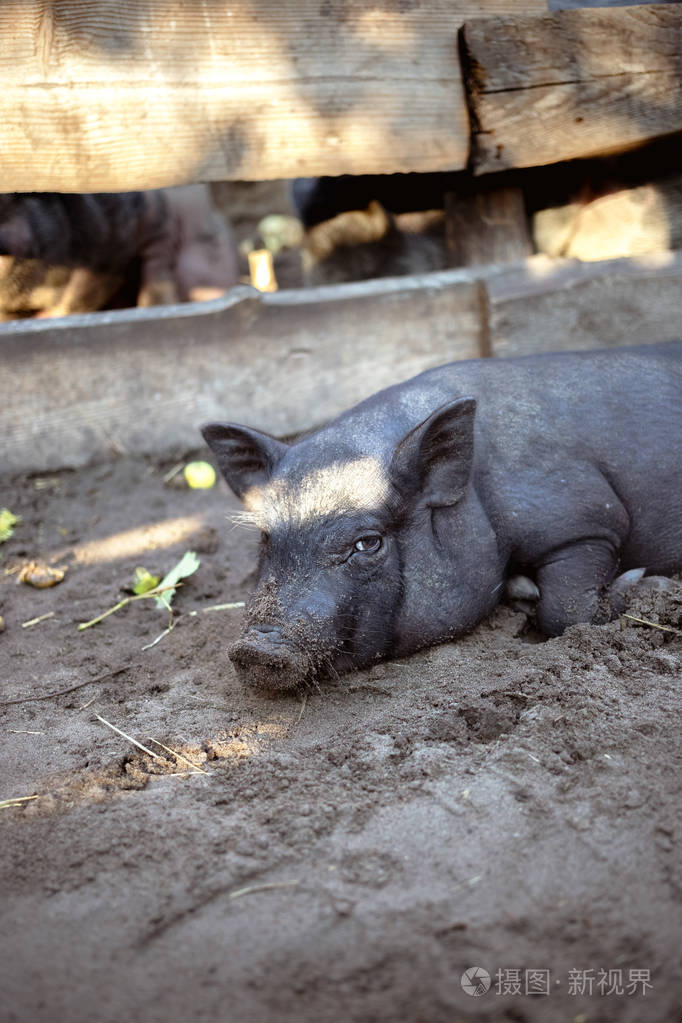 一只小黑猪躺在猪圈里的地上