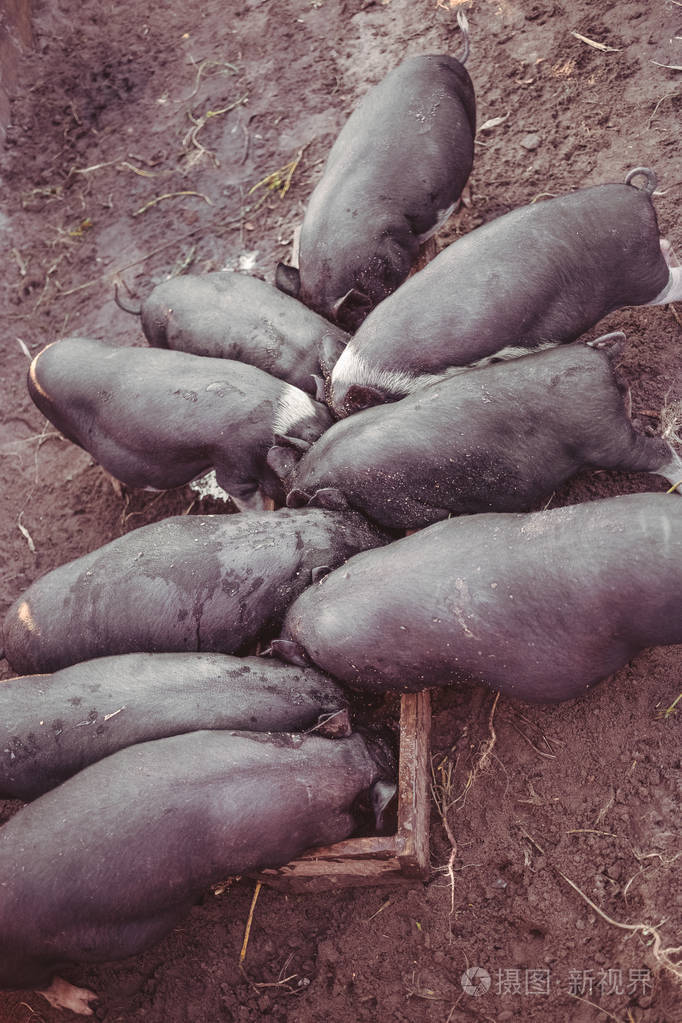 小黑猪从木槽里吃