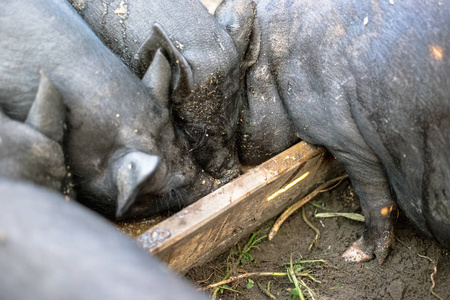 小黑猪从木槽里吃。