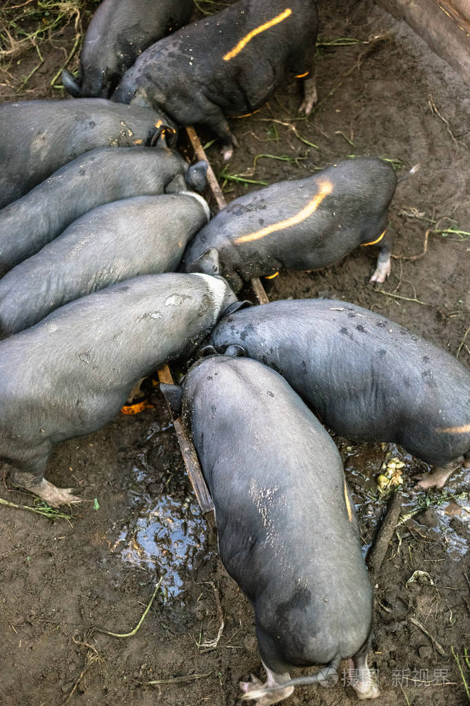 小黑猪从木槽里吃