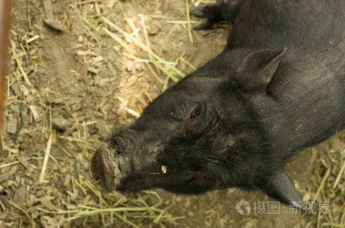 黑猪黑色的咕噜声邪恶的恶意表情邪恶的脸