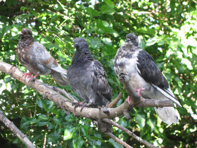 三只鸽子坐在树枝上照片